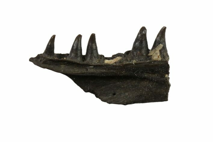 Permian Synapsid (Mycterosaurus) Jaw Section - Oklahoma #137624